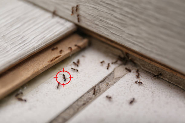 Best Emergency Pest Control  in Lexington, IL