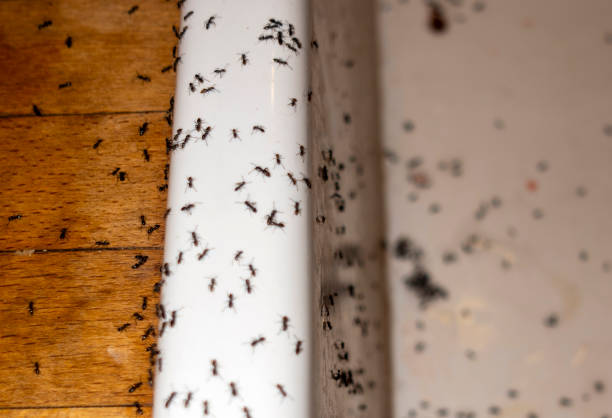 Best Ant Control Services  in Lexington, IL