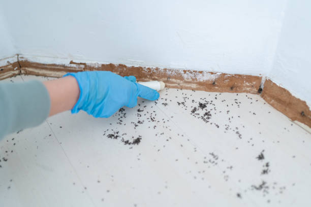 Best Local Pest Control Services  in Lexington, IL